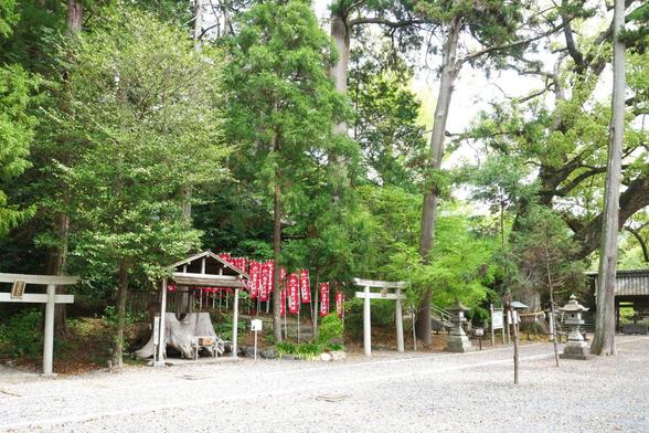 夫婦杉の根株は摂社の稲荷神社と金刀比羅神社、両鳥居の間に