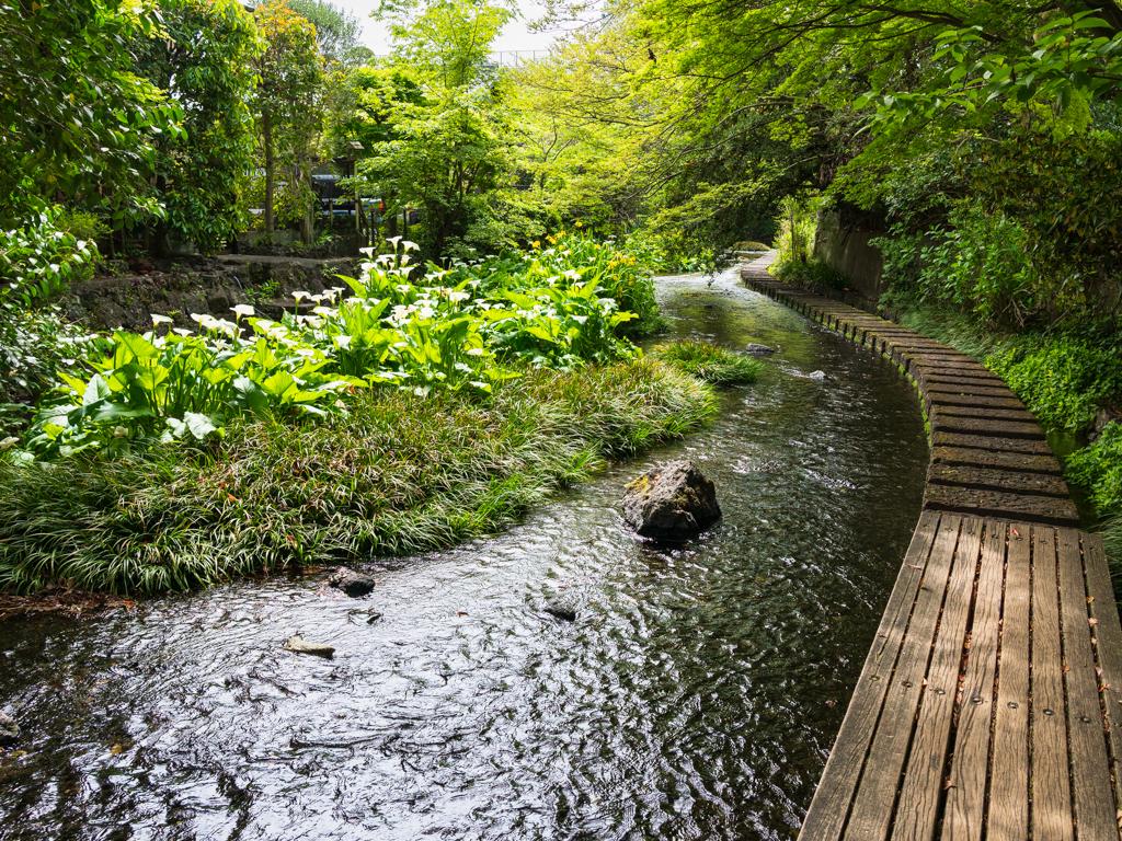 源兵衛川・柿田川公園で撮る！初夏に楽しむ清流とブルーホールの絶景