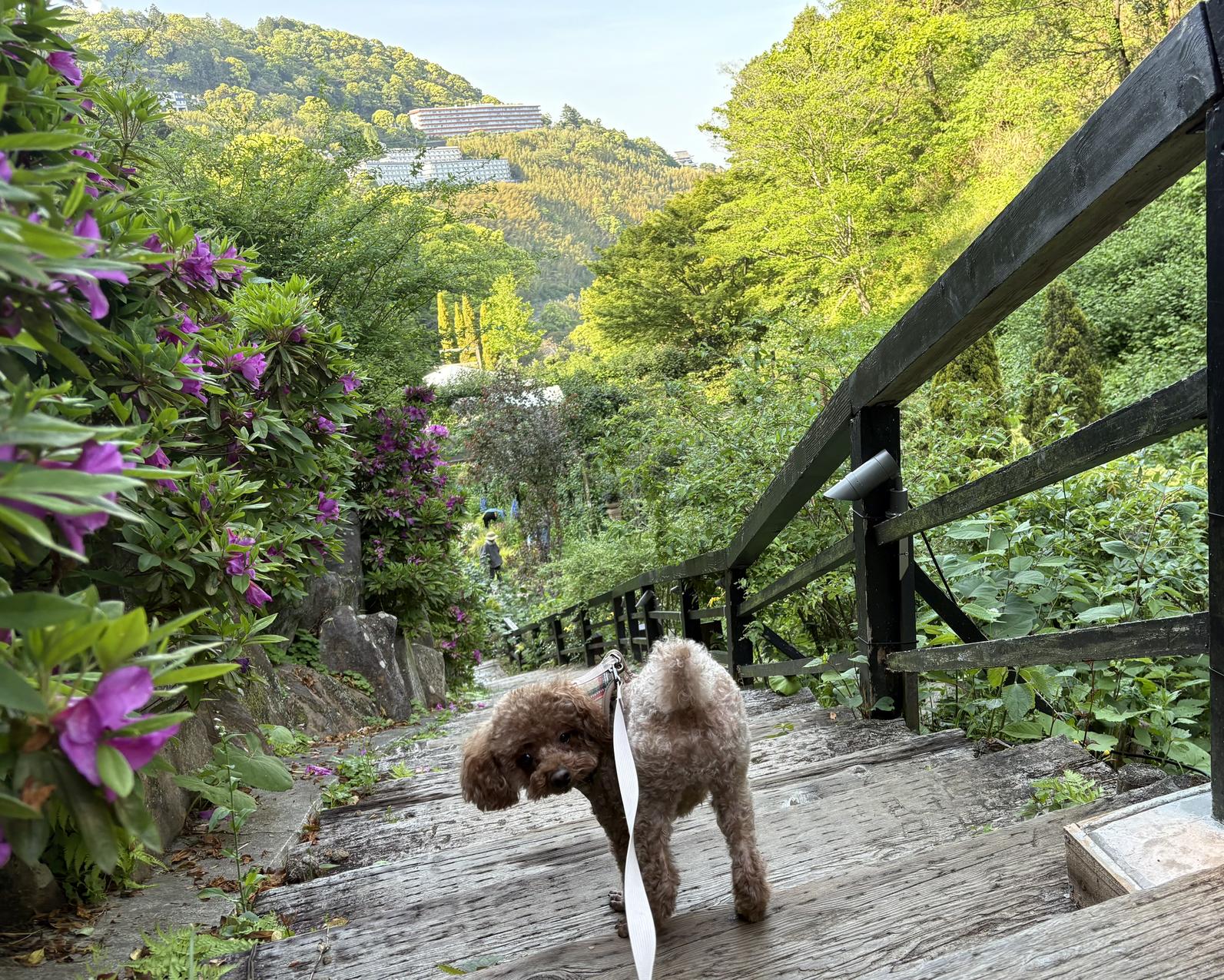 熱海でペットと楽しむならここ！「ACAO FOREST」のドッグラン・カフェ