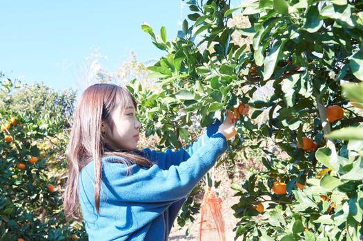 みかん狩りのシーズンは10月～12月。日当たりの良い場所で育った、小ぶりで色が濃いものを探して収穫。1kgのみかんがお土産に付きます
