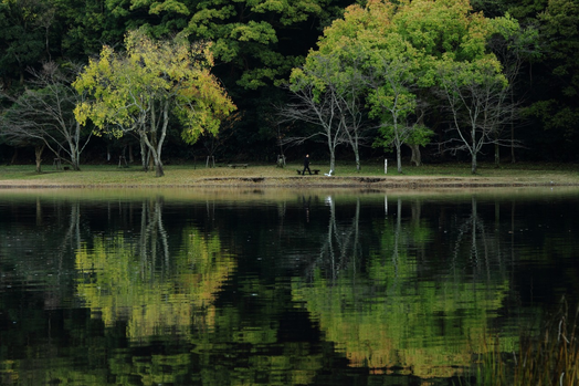 湖面に映し出される木々