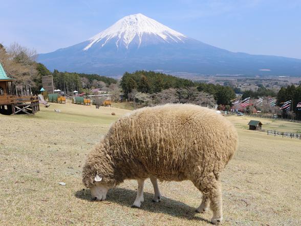 まかいの牧場といえば羊と富士山