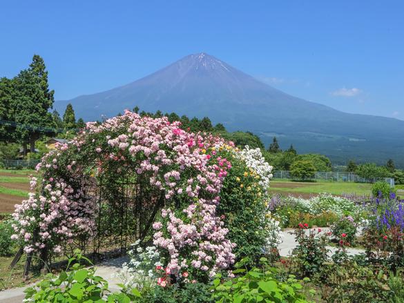白糸バラ園の別名称も冠した庭園には様々なバラが咲き乱れます。バラのアーチは3箇所あります。