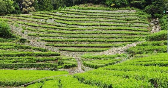 静岡の隠れ里・足久保へ　～奥長島のだんだん茶畑～