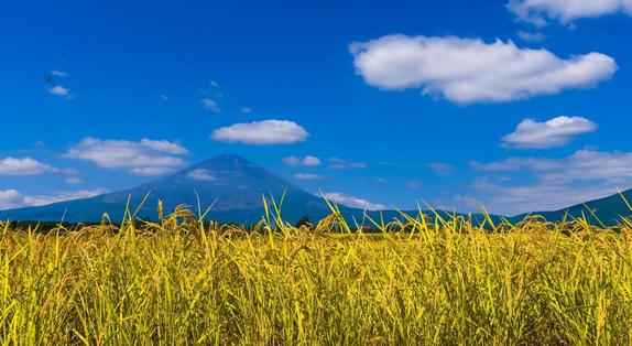 御殿場市/富士山の麓で食育体験 ごてんばこしひかりやご当地そばに舌鼓