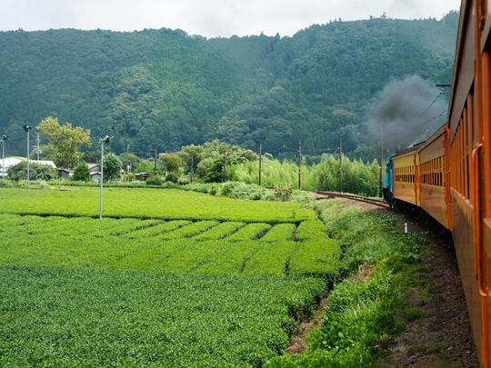 大井川周辺はお茶の一大産地