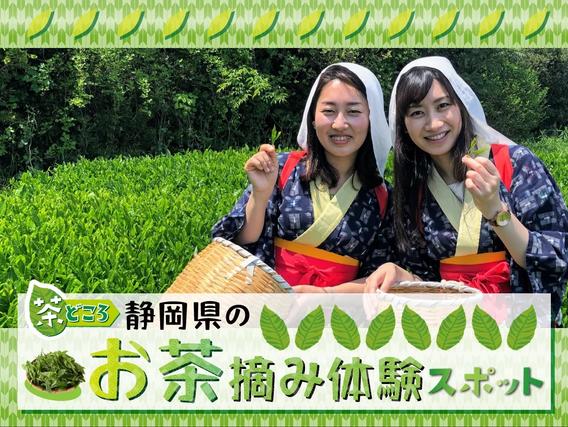 静岡県のお茶摘み体験スポット７選