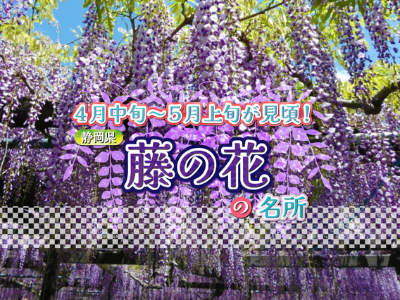 4月中旬～5月上旬が見頃！静岡県の藤の花の名所6選♪