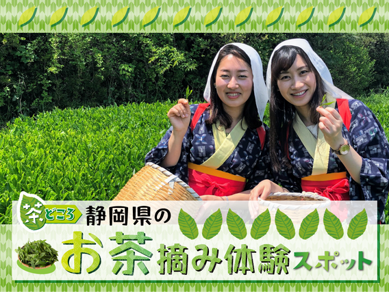 静岡県のお茶摘み体験スポット７選～開催時期や衣装レンタルのご案内も～