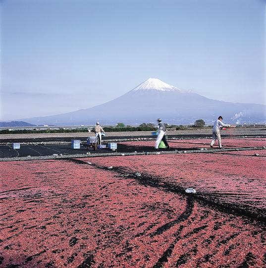 桜えび干しと富士山