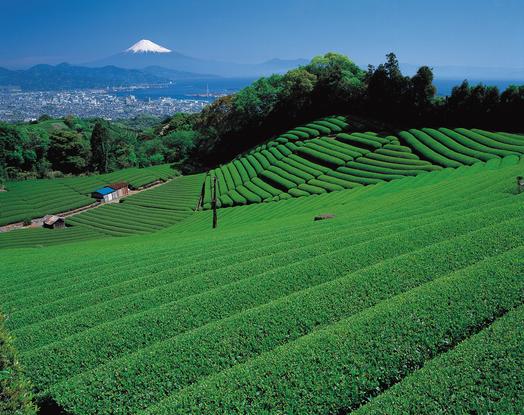 日本平 茶畑と富士山