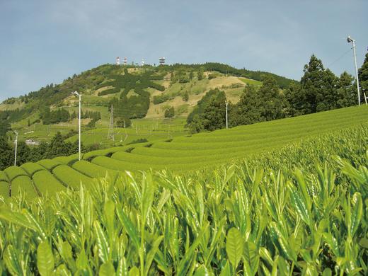 掛川茶畑