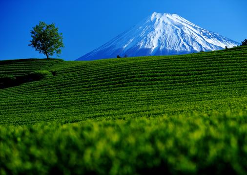 新緑の頃（茶畑と富士山）