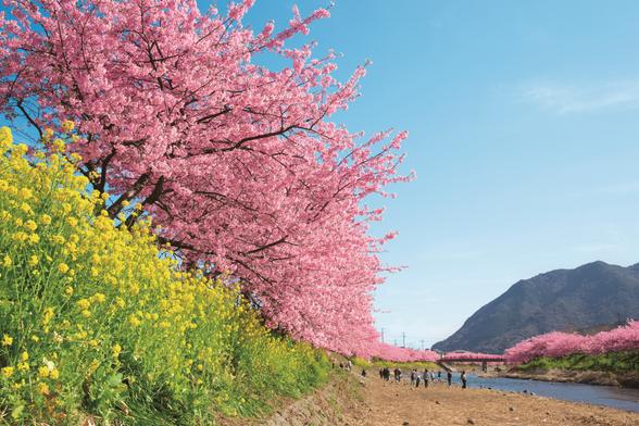 河津桜（桜と菜の花）