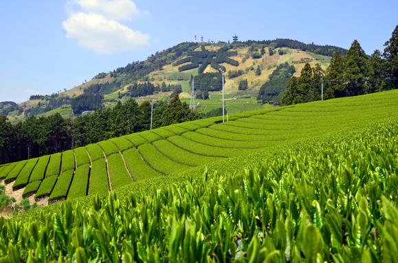 世界農業遺産 茶草場農法の東山散策とお茶摘み体験