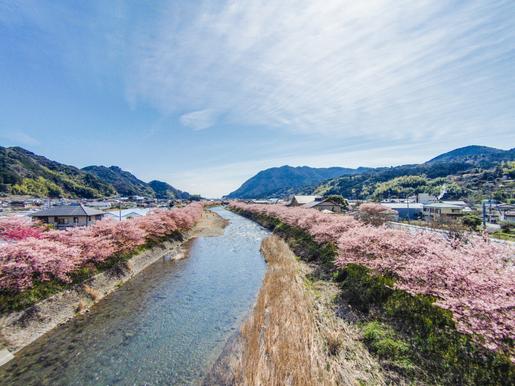 河津桜まつり