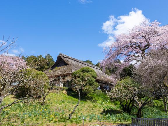 秩父宮記念公園