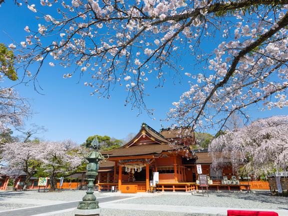 富士山本宮浅間大社の桜