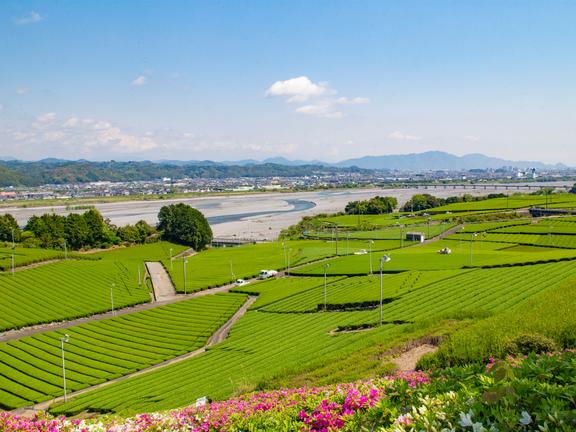 中条景昭像のある牧之原台地