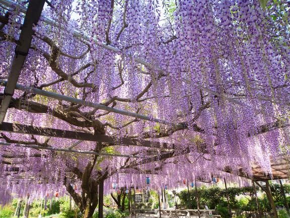 林泉寺の長藤