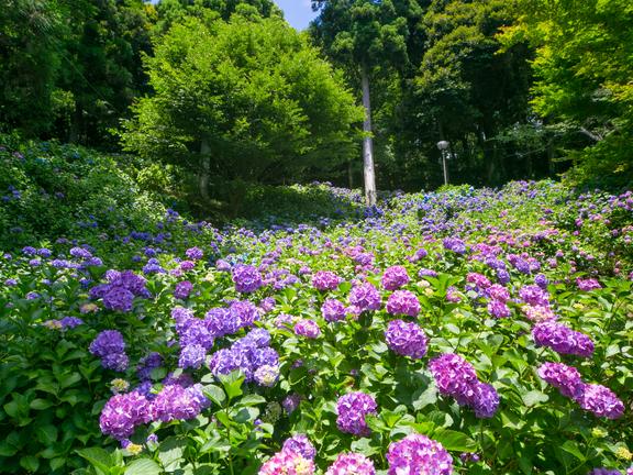 秋葉公園のあじさい