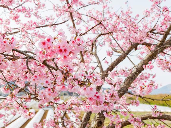 かんなみ桜