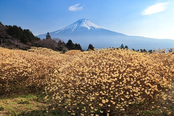【しずおか富嶽三十六景】21景 白糸自然公園
