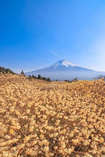 【しずおか富嶽三十六景】21景 白糸自然公園