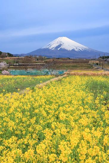 【しずおか富嶽三十六景】9景 すそのパノラマロード