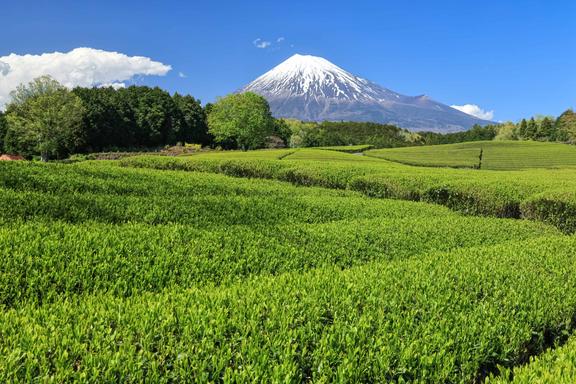 【しずおか富嶽三十六景】15景 大淵笹場
