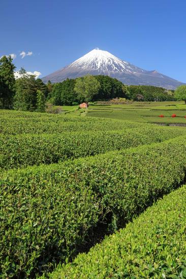 【しずおか富嶽三十六景】15景 大淵笹場
