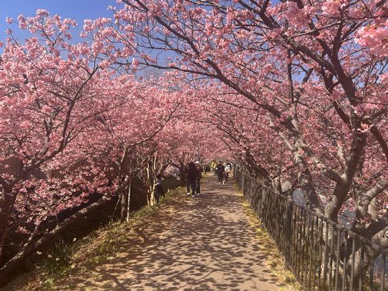 河津桜まつり