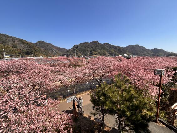 河津桜まつり