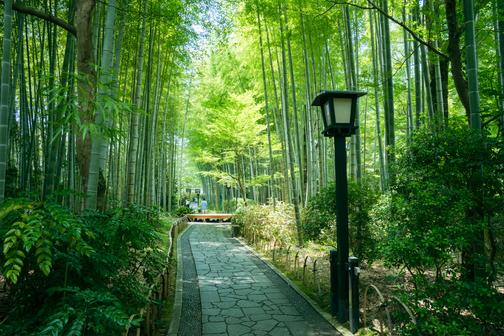 修善寺 竹林の小径