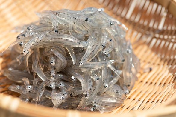生しらす 田子の浦漁協食堂