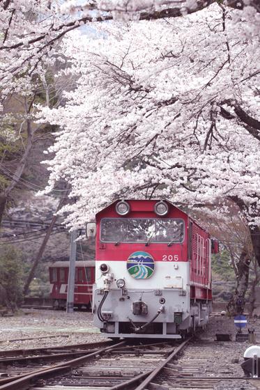 南アルプスあぷとラインと桜