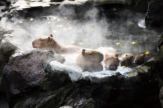 伊豆シャボテン公園　カピバラ