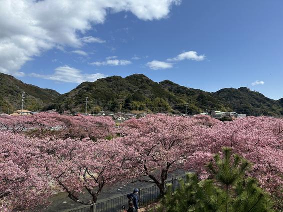河津桜まつり
