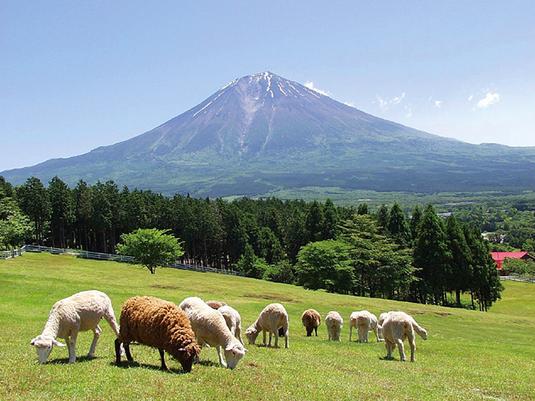 13.まかいの牧場