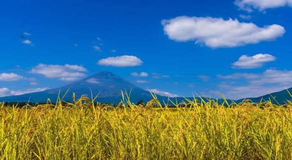 御殿場市／富士山の麓で食育体験　ごてんばこしひかりやご当地そばに舌鼓