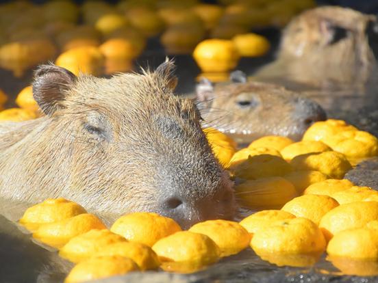 伊豆シャボテン動物公園