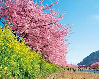 河津桜まつり