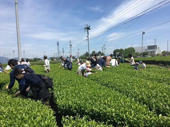 ふじのくに茶の都ミュージアム