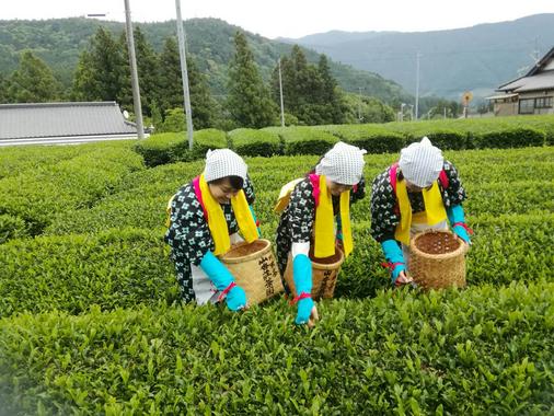 山香荘茶園