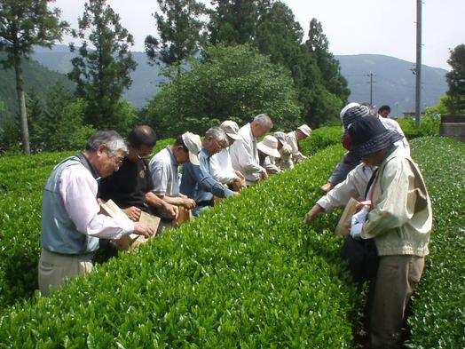 山香荘茶園