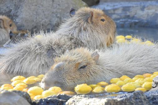 伊豆シャボテン動物公園(伊東市)