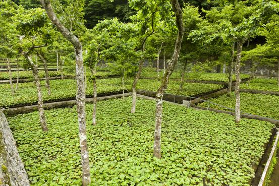 筏場のわさび田 （伊豆市）