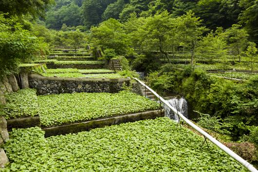 筏場のわさび田 （伊豆市）