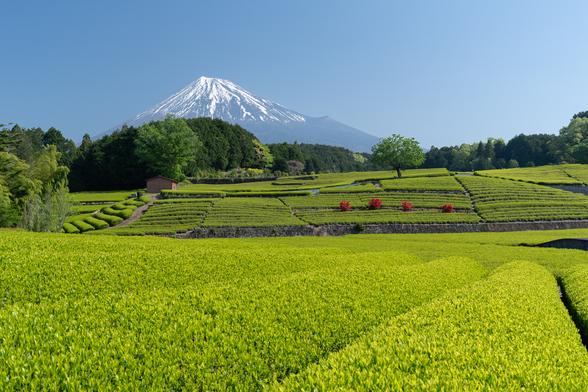 大淵笹場【富士山と茶畑】（富士市）