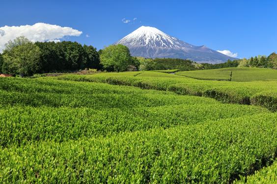 大淵笹場【富士山と茶畑】（富士市）